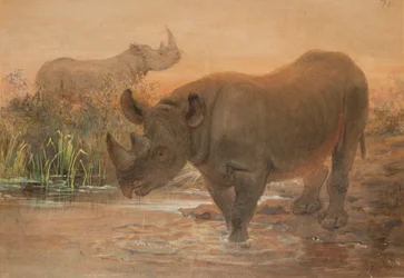 African Rhinoceros